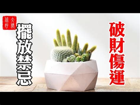 房間放仙人掌風水